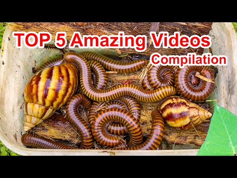 Видео: 5 удивительных насекомых 😳 | Подборка Rok Reach | Многоножки, скорпионы, улитки