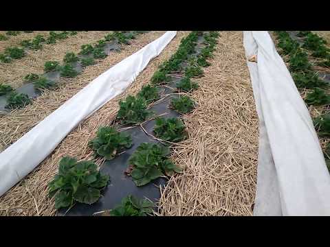 Видео: Зачем агроволокно на клубнике зимой у меня?