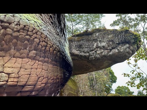Видео: Гигантская окаменевшая змея с чешуйчатым телом… Эти кадры облетели весь мир!