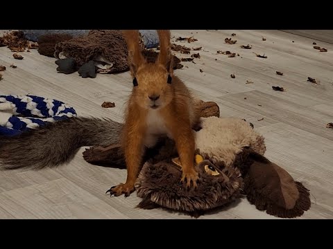 Видео: Как выглядит агрессивная белка!? 🤔 Aggressive squirrel