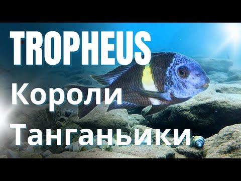 Видео: Tropheus: Colorful Cichlids of Lake Tanganyika | Трофеусы Танганьики – яркие цихлиды