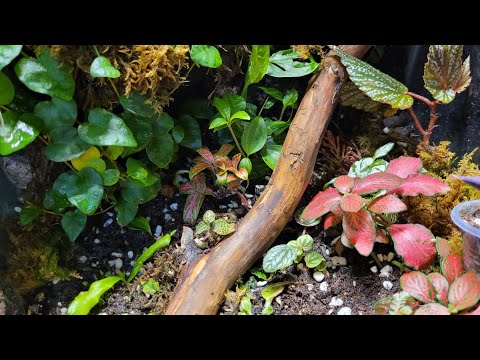 Видео: Так чем обрастает флорариум? 🧐 жизнь под микроскопом 🌱