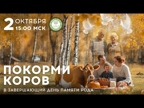 Видео: Кормление коров онлайн в завершающий день памяти рода 02 октября 2024 г.