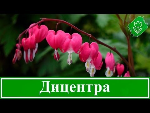 Видео: 🌺 Цветок дицентра – посадка и уход: выращивание дицентры из семян 🌱; виды и сорта дицентры