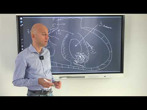 Видео: Глубинные процессы в пестике цветка для ЕГЭ по биологии