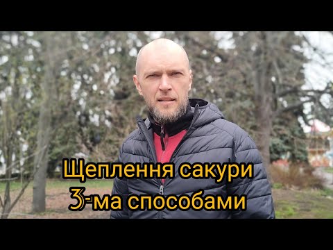 Видео: Мій досвід щеплення сакури на вишню трьома способами. Живці  свіжо-зрізані.