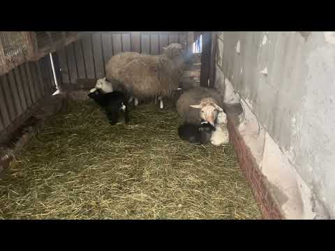 Видео: Прибавление в овечьем стаде