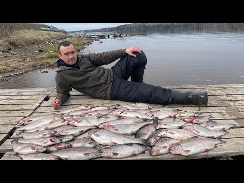 Видео: КОСИМ ФОРЕЛЬ НЕЩАДНО! СМОТРЮ, А ПОПЛАВКА УЖЕ НЕТ! ЗНАЧИТ УЖЕ СИДИТ! ЛОВЛЯ ФОРЕЛИ НА УДОЧКУ