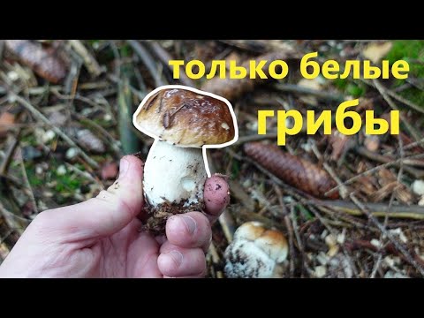 Видео: Белые грибы в Германии, где их искать? Самые грибные места!