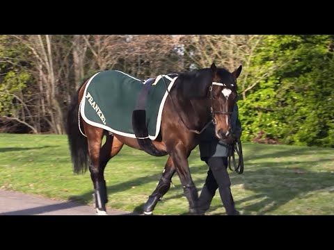 Видео: Juddmonte Farms — за кулисами с Франкелем и Кингманом
