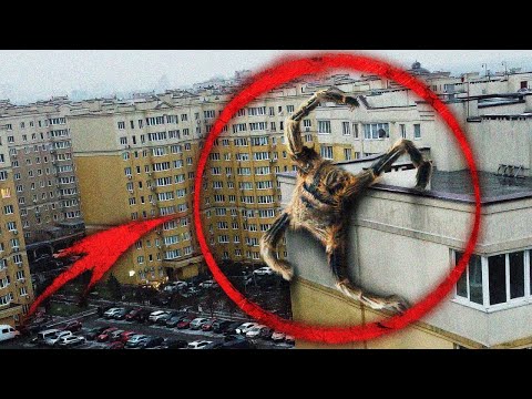 Видео: МОЙ ДРОН СНЯЛ РЕАЛЬНОГО ПАЛОЧНИКА * Палочник Сломал Мне Дрон* Потусторонние