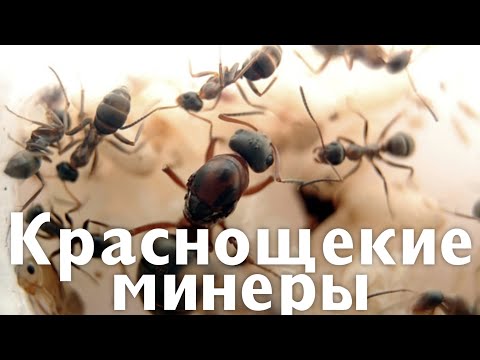 Видео: ЗАВЁЛ МЯСНЫХ МУРАВЬЁВ (РУССКИЙ АНАЛОГ) | ЧТО НУЖНО ЗНАТЬ ОБ SERVIFORMICA RUFIBARBIS?| РАЗБОР ВИДА!