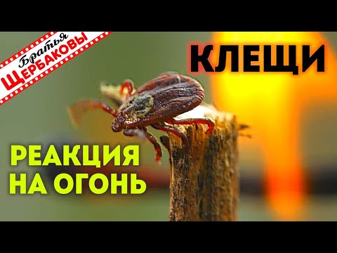 Видео: РЕАКЦИЯ КЛЕЩЕЙ НА ОГОНЬ или почему нельзя ЖЕЧЬ СУХУЮ ТРАВУ