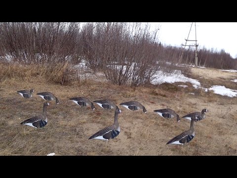 Видео: ПРОФИЛЯ ДЛЯ ОХОТЫ НА ГУСЯ MoroZz hunt. ОХОТА НА ГУСЯ