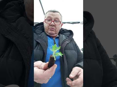 Видео: Черенкую хризантему Оклаир в Приформы Джиффи