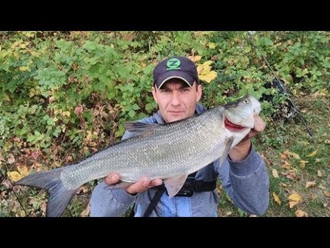 Видео: Злой Жерех осенью ! Отдай Спиннинг )) р.Десна о снасти ! что и как ?
