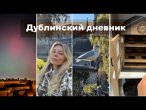 Видео: Солнечный Дублин|Обзоры магазинов, "Домик для яиц" и самый милый пёс|Северное сияние!