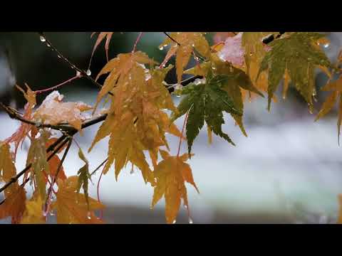 Видео: П.И. Чайковский. «Времена года»  Октябрь - Tchaikovsky. October