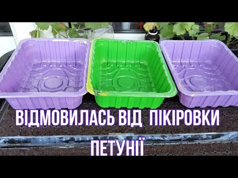 Видео: Сію без лотків та дражованого насіння