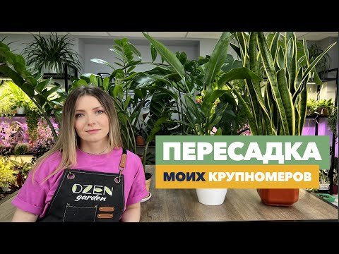 Видео: Пересадка крупных комнатных растений (мои крупномеры) » Апрель 2024