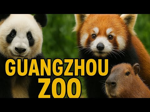 Видео: Қытай Гуанчжоудағы зообақ зоопарк #гуанчжоу #саяхат #china #travel #guangzhou #zoo #қытай #жануарлар