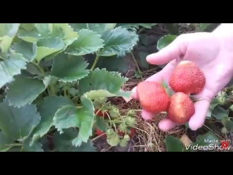 Видео: Клубника. Три подкормки за сезон. Полная версия осенней посадки. (клубники)