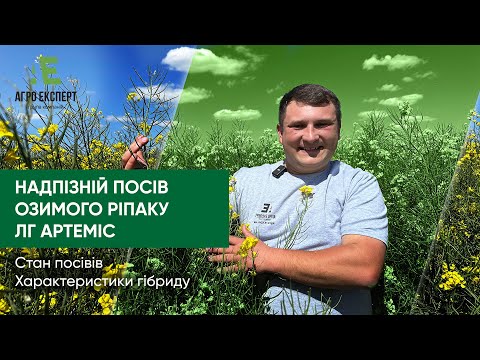 Видео: Надпізній посів озимого ріпаку ЛГ АРТЕМІС | Стан посівів | Характеристика гібриду