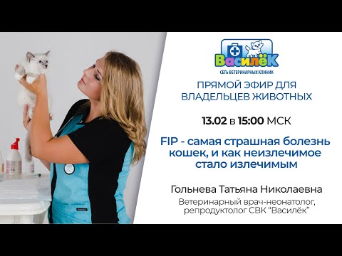 Видео: FIP - самая страшная болезнь кошек, и как неизлечимое стало излечимым.