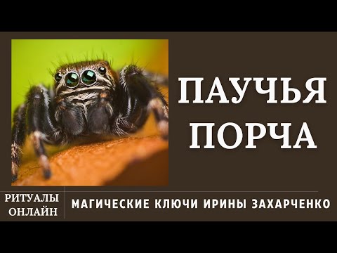 Видео: Паучья порча. Снимаем паучью порчу и ставим защиту.