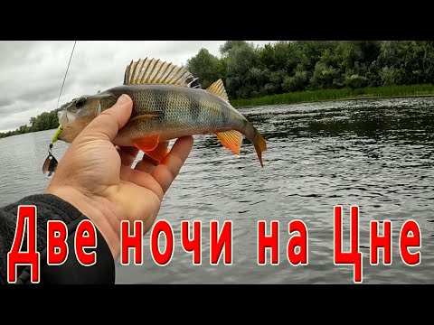 Видео: "Две ночи на Цне: история одной рыбалки"