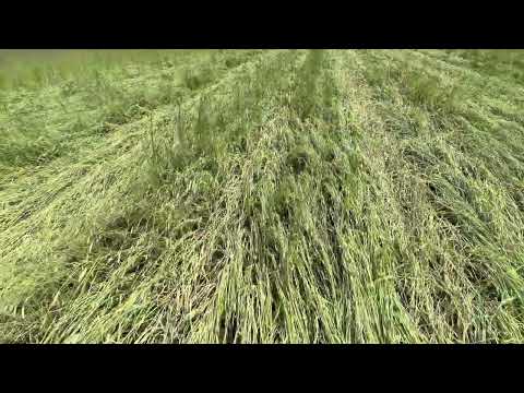 Видео: Organic no till soy Прикочування жита