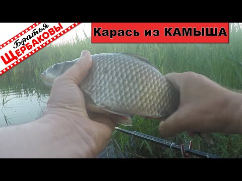 Видео: За КРУПНЫМ КАРАСЕМ в КАМЫШИ! Да как же эту рыбу удержать? Херабуну надо дорабатывать…