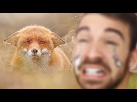 Видео: ЛИСА НЕ ПЛАЧЕТ