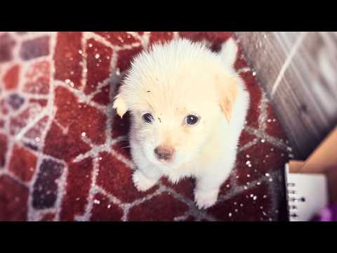 Видео: Он подумал, что нашёл у двери мёртвого щенка, но то, что произошло дальше, было трогательным