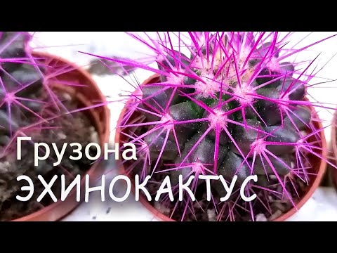 Видео: РАЗНОЦВЕТНЫЕ КАКТУСЫ Эхинокактус Грузона