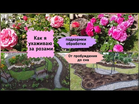 Видео: Как я ухаживаю за розами.Подкормки, обработки с весны до осени.(Ленинградская область)