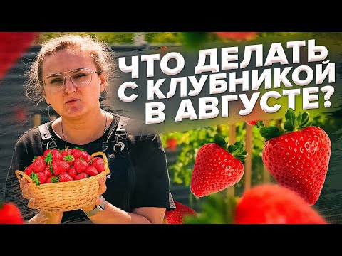 Видео: ЗЕМЛЯНИКА в августе ПОСЛЕ ПЛОДОНОШЕНИЯ. ЧТО ДЕЛАТЬ? УСЫ, ОБРЕЗКА