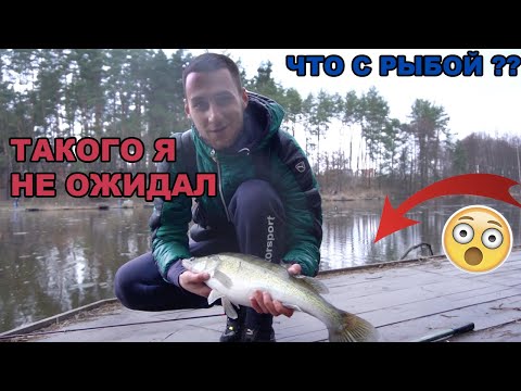 Видео: РЕВИЗИЯ ВОДОЕМА "РЫБАЦКАЯ СТРЕЛКА"\ПРИЕХАЛИ ЗА ЩУКОЙ, А ПОЙМАЛИ ТРОФЕЙ
