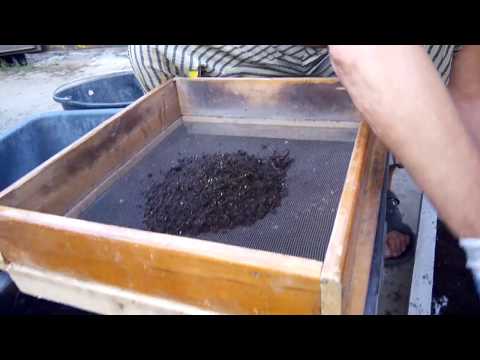 Видео: Дендробена.  Формирование молодого маточника.