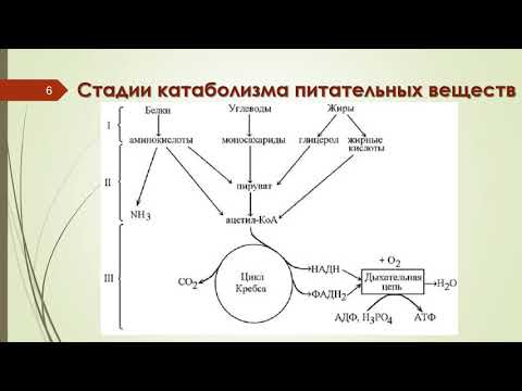 Видео: Лекция 4 ЭНЕРГЕТИЧЕСКИЙ ОБМЕН (Часть 1)