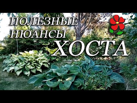 Видео: Хоста. Полезные нюансы.