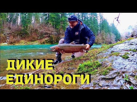 Видео: РЕДКАЯ РЫБА В ГОРНЫХ РЕКАХ США. ТРУДОВАЯ РЫБАЛКА. STEELHEAD FISHING.