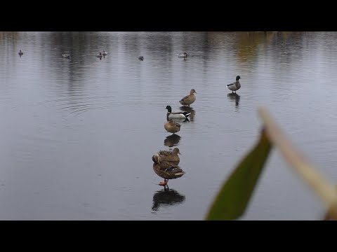 Видео: ОСЕННЯЯ ОХОТА НА УТКУ С ПОДСАДНЫМИ ИЗ ШАЛАША!!! ОХОТА НА УТОК 2022!!!