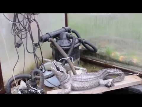 Видео: Пруд на 8.5 м3 в теплице 1 часть