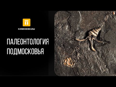 Видео: Палеонтология Подмосковья