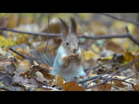 Видео: О Белке - строителе / About Construction Squirrel