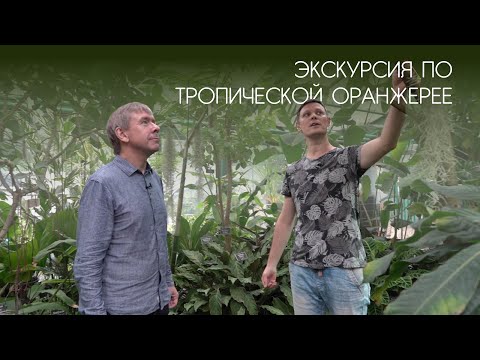 Видео: Экскурсия по тропической оранжерее в «Аптекарском огороде»