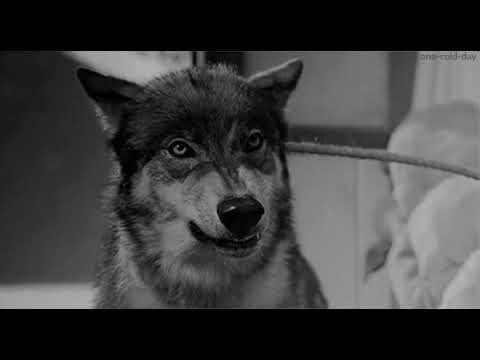 Видео: 🇰🇿 Тұран - Ер-тұран || Turan - Er Turan slowed reverb [KZ]