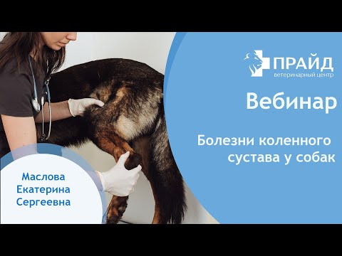 Видео: Болезни коленного сустава у собак.