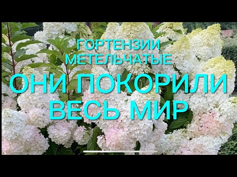 Видео: ТОП - 3  самых лучших гортензий метельчатых. Эти сорта покорили весь мир. 🌺🌿🌺